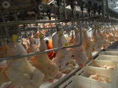 Argentina recuperó otro mercado para las exportaciones avícolas