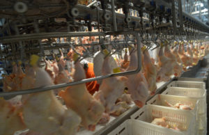 Argentina recuperó otro mercado para las exportaciones avícolas