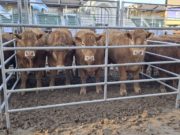 Limousin apuesta a mostrar su potencial productivo en Palermo