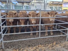 Limousin apuesta a mostrar su potencial productivo en Palermo