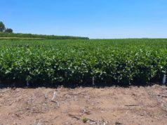 El mejoramiento genético sigue impulsando los rindes de soja