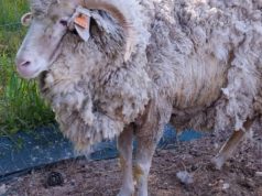 Buscan fortalecer el control de la sarna ovina y bovina