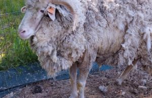 Buscan fortalecer el control de la sarna ovina y bovina