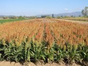 El sorgo resigna 100 mil toneldas