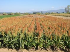 El sorgo resigna 100 mil toneldas