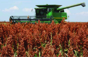 Avanza la cosecha de sorgo