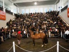Récord: pagaron $ 150 millones por el 90 % de un Caballo Criollo