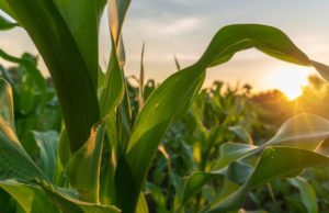 Maíz 2026/27: clima, costos y genética alimentan las expectativas