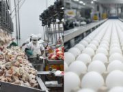 La avicultura celebró con consumo récord