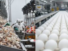 La avicultura celebró con consumo récord