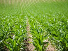 Bayer reorganiza su negocio de glifosato en EE.UU. bajo la marca Ruveon