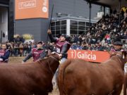 Braford consagró a sus grandes campeones de Palermo