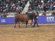 Brahman eligió sus campeones en Palermo