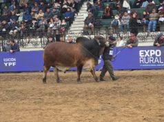 Brahman eligió sus campeones en Palermo