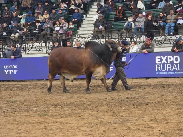 brahman expo rural 26 1