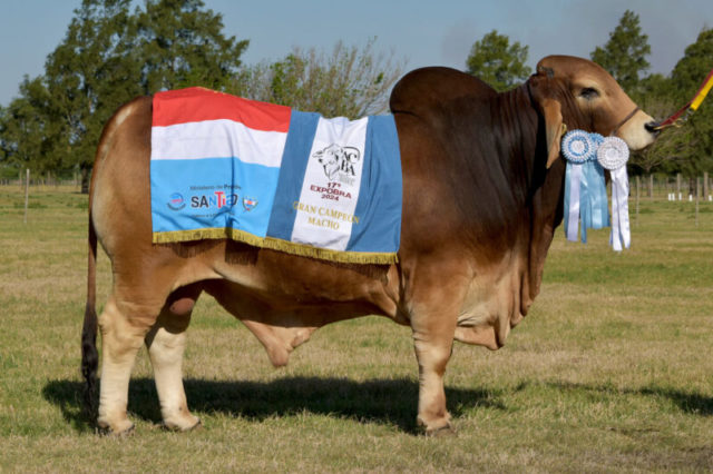 brahman la pelada