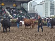 Grandes campeones Brangus, colorados y de El Porvenir