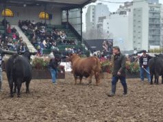 Grandes campeones Brangus, colorados y de El Porvenir