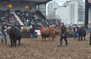 Grandes campeones Brangus, colorados y de El Porvenir