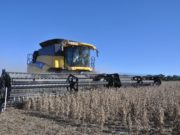 La soja cerró la campaña con 50,1 Mt pese a la fuerte caída del área