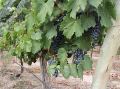 Buscan descubrir si el malbec puede “recordar” la sequía