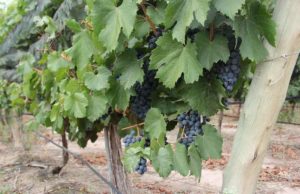 Buscan descubrir si el malbec puede “recordar” la sequía
