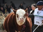 Hereford en Palermo con 133 reproductores y una amplia agenda