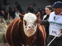 Hereford en Palermo con 133 reproductores y una amplia agenda