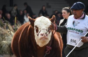 Hereford en Palermo con 133 reproductores y una amplia agenda