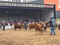 Limangus mostró en Palermo calidad carnicera y funcionalidad