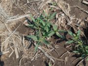 Borreria: intensificar para bajar presión