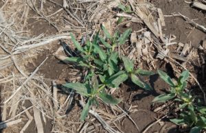 Borreria: intensificar para bajar presión
