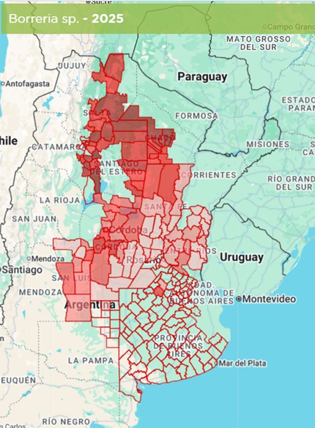 Borreria gana terreno en el norte argentino y un estudio identifica estrategias para mejorar su control