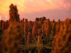 Confirman tolerancia al pulgón amarillo en los sorgos graníferos de Nufarm