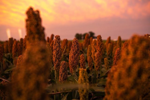 sorgo nufarm 1