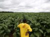 La cadena tabacalera debatió cómo mejorar el ingreso del productor