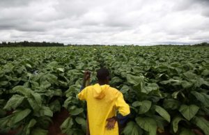 La cadena tabacalera debatió cómo mejorar el ingreso del productor