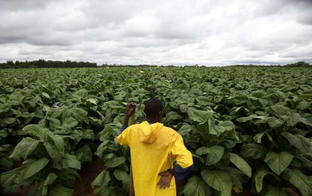 tobacco-farmer-in-zimbabwe