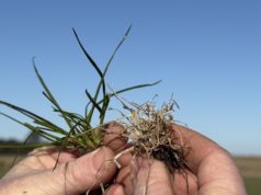 Trigo: postemergencia de malezas, una etapa clave para completar el control