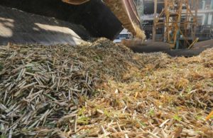 NOA: la zafra azucarera suma ingenios y acelera su ritmo