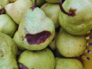 Identifican una nueva enfermedad bacteriana en peras y manzanas
