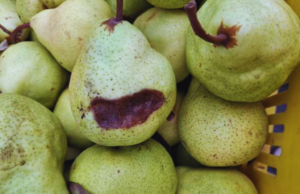 Identifican una nueva enfermedad bacteriana en peras y manzanas