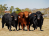 Nueva Valencia pone en venta genética Brangus, Braford y Brahman
