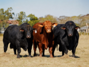 Nueva Valencia pone en venta genética Brangus, Braford y Brahman