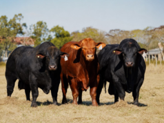 Nueva Valencia pone en venta genética Brangus, Braford y Brahman