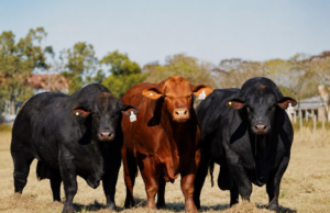Nueva Valencia pone en venta genética Brangus, Braford y Brahman