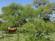 Carbono: el Senado discute, el agro reclama