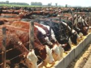 Creció el encierre de animales