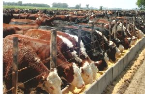 Creció el encierre de animales