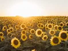 El girasol puede expandir su área